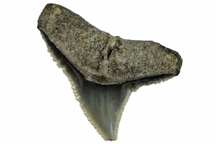 Fossil Shark (Carcharhinus) Tooth - Bone Valley, Florida #297233